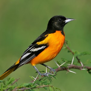 Baltimore Oriole bird card. Personalize/gift set/photo options for bird/garden lover. Host thank you backyard bird card. Common bird card
