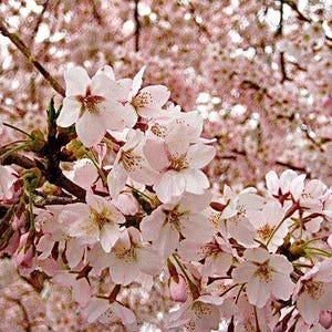 Cherry blossom season. Spring card to personalize. Sakura card. Nature card or note card set. Japan travel photography.Japanese pink flowers