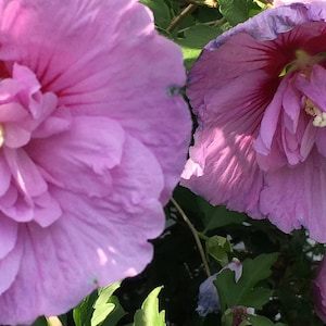 Jeu de cartes de fleurs annuelles. Option cadeau personnalisée. 4 cartes-photos fleuries pour les amateurs de jardin. Cartes florales - hortensia, impatience, bégonia, rose