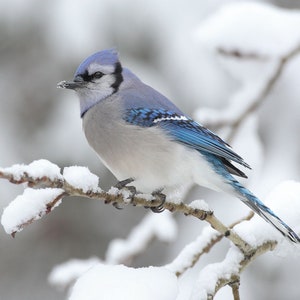 Blue Jay card.Personalize/gift set options for Toronto Blue Jay fan.Common winter bird.Bird watcher card.Nature photography MexicoYucatanJay