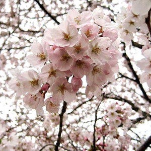 Carte Sakura. Saison des cerisiers en fleurs. Carte printanière à personnaliser. Carte nature ou jeu de cartes. Photographie de voyage au Japon. Fleurs roses du Japon