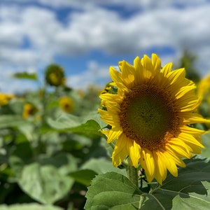 Sonnenblumen Kartenset. Option personalisieren. 4 florale Karten. Sonnenblumenfeld. Gelbes Blumen Notizkarten-Geschenkset. Honigbiene auf Sonnenblume