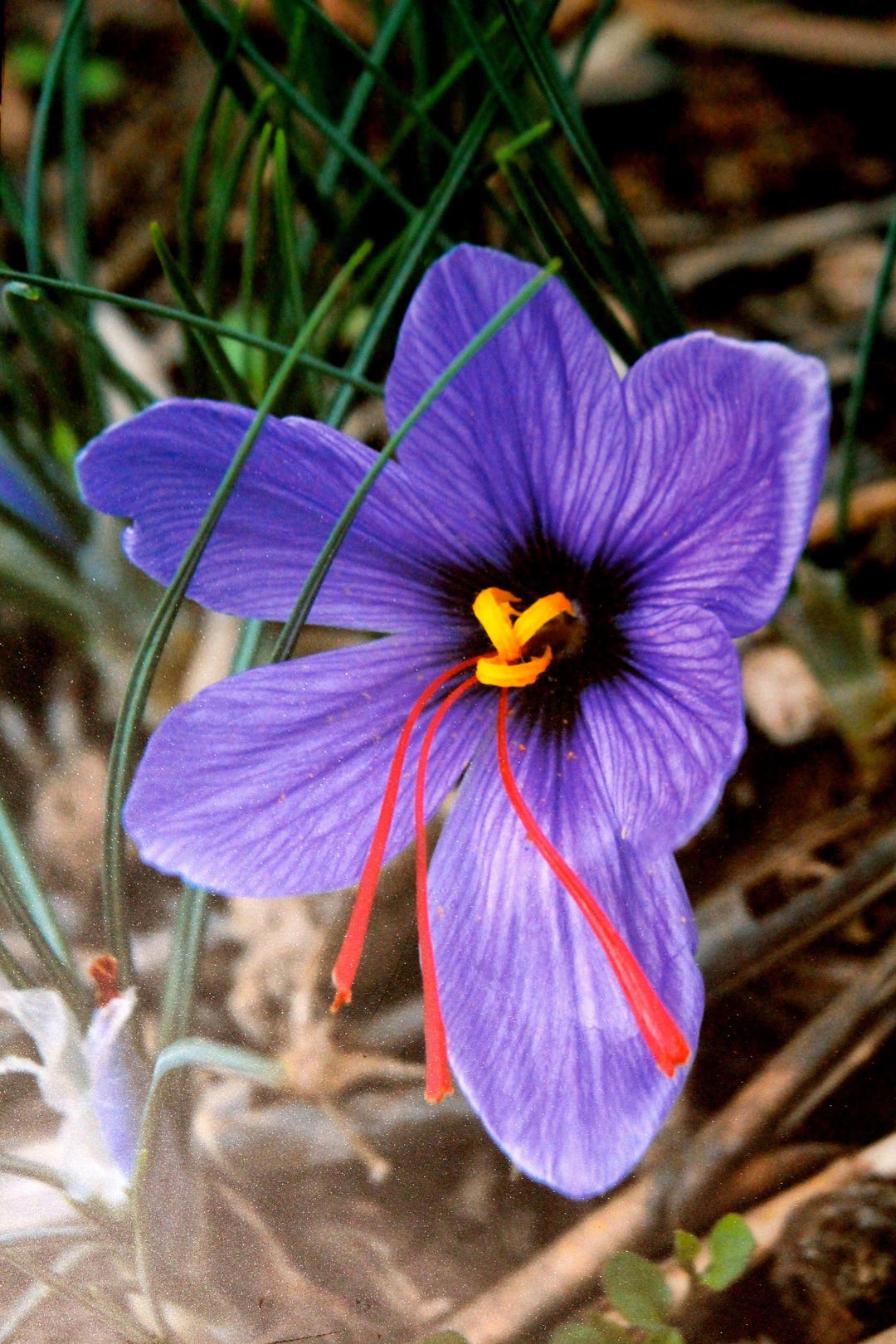 Foodie Gift Card Set of 4 Art Cards. Moroccan Food. World Travel