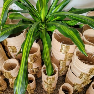 May include: A close-up of a stack of wooden embroidery hoops with gold trim. The hoops are arranged in a circular pattern and are surrounded by green leaves.