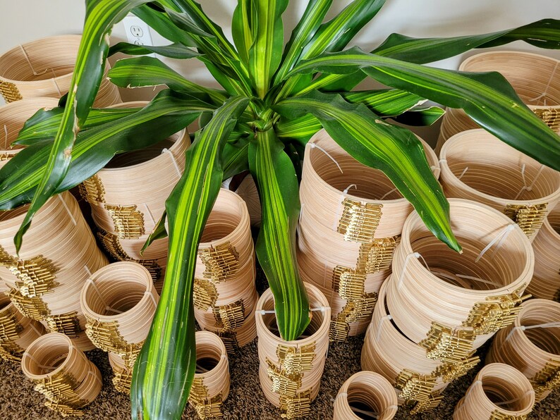 May include: A close-up of a stack of wooden embroidery hoops with gold trim. The hoops are arranged in a circular pattern and are surrounded by green leaves.