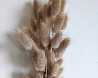 Natural Dried Bunny Tail Grass | Lagurus Ovatus, Floral Arrangements