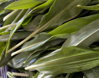 Wild garlic leaves | Fresh