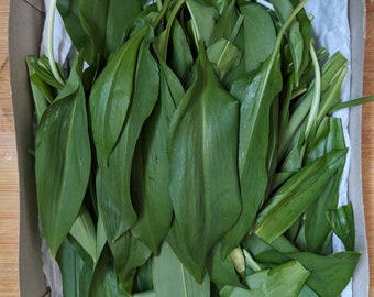 Wild garlic leaves | Fresh