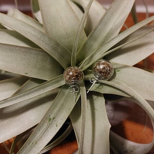 May include: A pair of silver stud earrings with small, clear glass spheres filled with brown seeds.