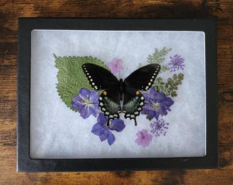 Spicebush Swallowtail Spread Display