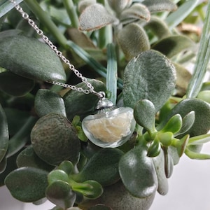 May include: A silver chain necklace with a clear glass pendant containing a dried flower. The pendant is round and has a silver cap on top. The necklace is displayed against a green leafy background.