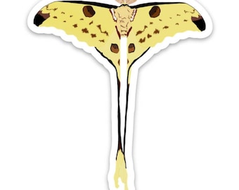 Madagascan Moon Moth Sticker