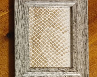 Real Mini Framed Enchi Ball Python Shed