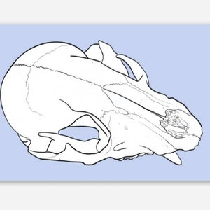 May include: A line drawing of a white animal skull on a light blue background.