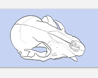Raccoon Skull Sticker