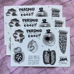 May include: Three white stickers with black ink illustrations of stick insect eggs. The text "PHASMID (STICK INSECT) EGGS!!" is at the top of each sticker. The text "These eggs are SEED MIMICS and can survive a bird's digestive tract just fine!" is at the bottom.
