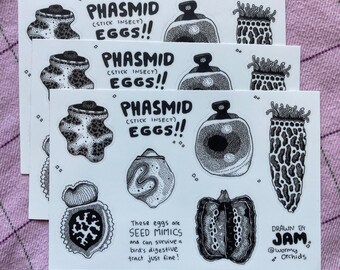Op de afbeelding: Drie witte stickers met zwarte inkt illustraties van wandelende tak eieren. De tekst "PHASMID (STICK INSECT) EGGS!!" staat bovenaan elke sticker. De tekst "These eggs are SEED MIMICS and can survive a bird's digestive tract just fine!" staat onderaan.