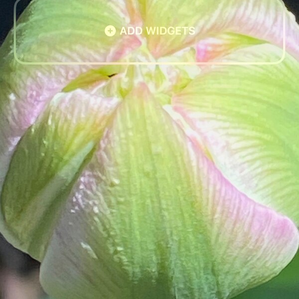 Tulip ready to bloom Wallpaper, Smartphone Wallpaper, Digital Download, iPhone Wallpaper photo, Love Grows in the Garden, beautiful photo