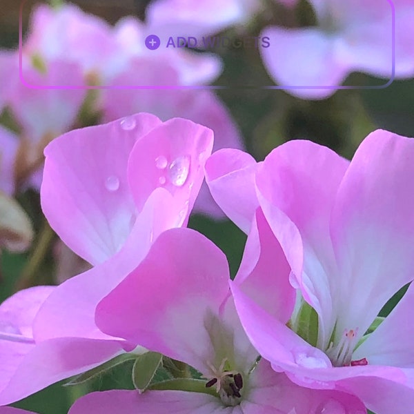 Pink Geranium Wallpaper, Smartphone Wallpaper, Digital Download, iPhone Wallpaper photo, Love Grows in the Garden, beautiful photo