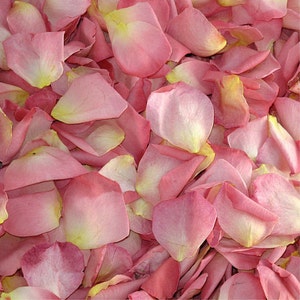 May include: A close-up image of a pile of pink rose petals. The petals are soft and delicate, with a light pink color and a slightly yellow center.