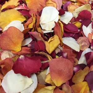 30 cups Autumn Real Rose Petals. Rose Petals. Confetti. Flower Petals. Wedding Confetti. Decor. Fall Decorations. Freeze-dried Petals. USA!