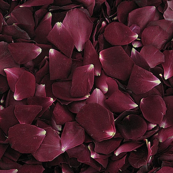 Merlot Real Rose Petals. Wedding Petals. 10 cups. Freeze-dried Petals. Rose  Petals. Flower Petals. Natural Confetti.Flower Girl Petals.USA