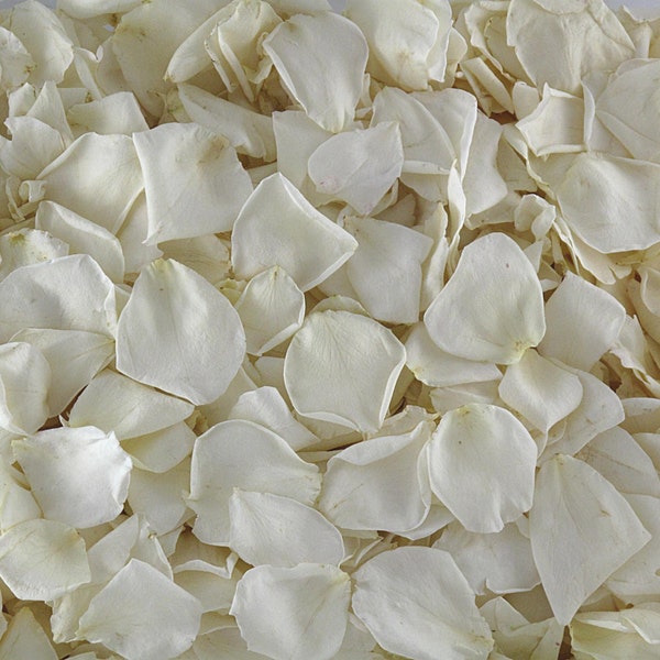 10 cup Petals REAL Ivory Rose Petals Freeze-Dried, Biodegradable Wedding Petals.Natural Confetti. Preserved Rose Petals. Flower Petals. USA!