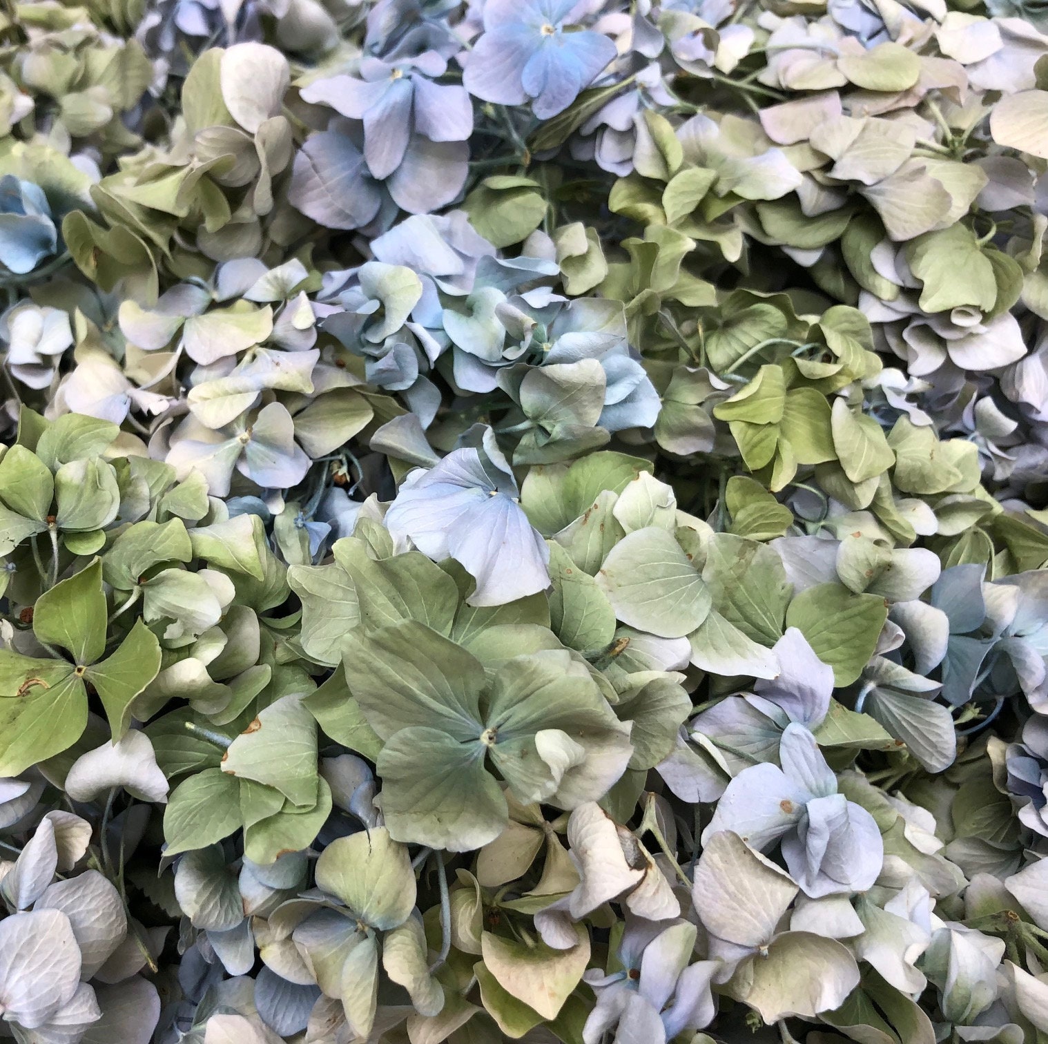 Dried Two-toned Blue Hydrangea Flower, Flower Moxie