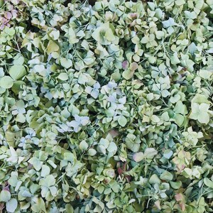 May include: A close-up of a bunch of dried hydrangeas. The flowers are a pale green color and have a delicate, papery texture.