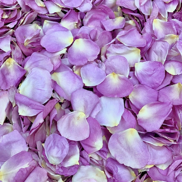 Real Flower Petals Etsy