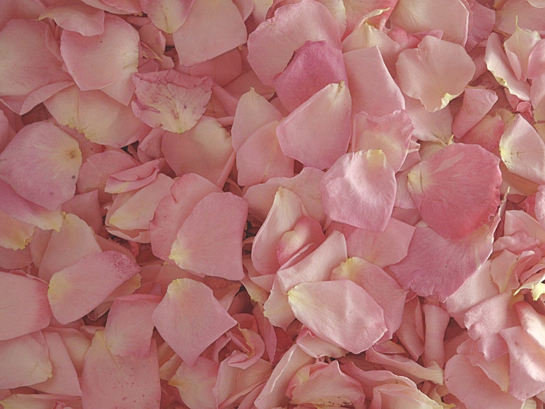 May include: A close-up image of a pile of soft, light pink rose petals.
