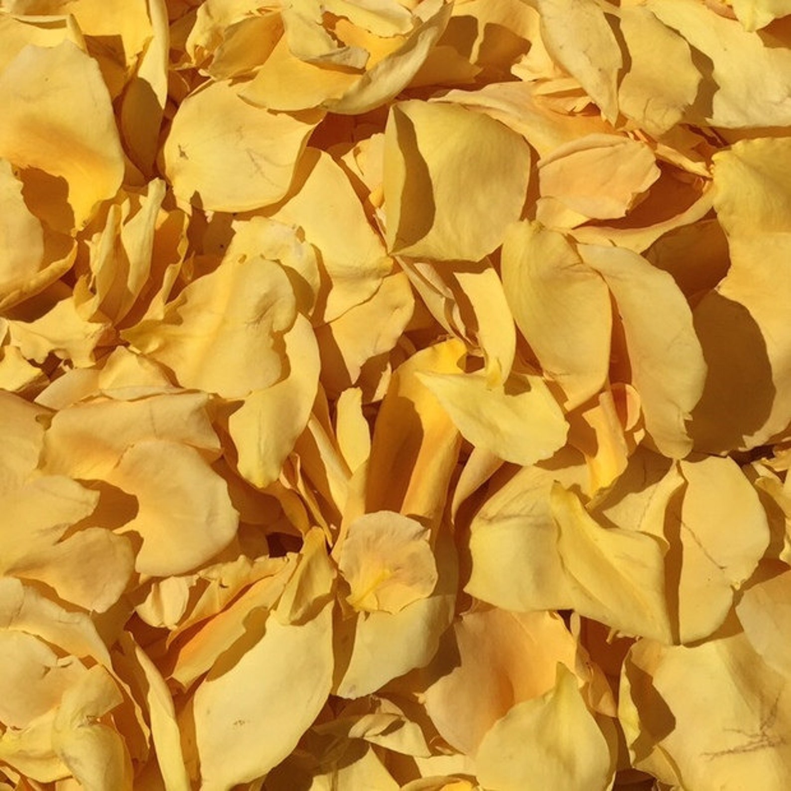 Yellow Rose Petals.30 Cups.wedding Petals.rose Petals.flower Etsy