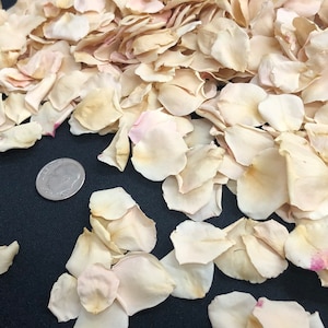 SALE Petite Ecru Rose Petals. 30 cups of petite real rose petals.  Wedding Petals. Flower Confetti. Eco-friendly freeze-dried. Biodegradable