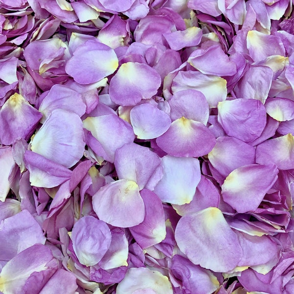 Dried Rose Petals Etsy