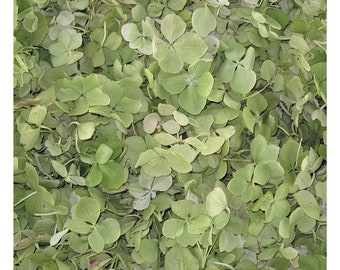 Green Hydrangea Petals: Biodegradable Confetti. Freeze-Dried. Wedding Decoration. USA Grown (10 cups)