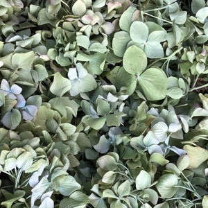 May include: A close-up of a collection of dried hydrangea flower heads. The flower heads are a light green color and have a delicate, papery texture.