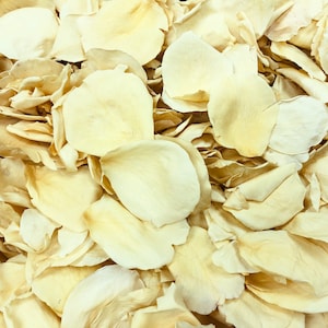 200 cups of Buttercream rose petals. Pathway Petals. Imperfect. Wedding Petals. Wedding Decoration. Real Flower Confetti. Biodegradable