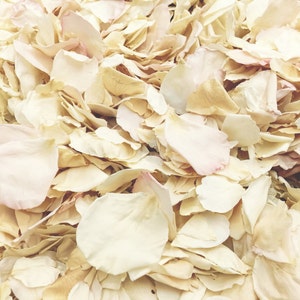 200 Cups REAL Rose Petals Freeze-Dried, Biodegradable Shabby Chic Petals. Rose Petals.Flower Petals.Natural Confetti. Wedding Petals. USA