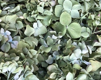 May include: A close-up of a collection of dried hydrangea flower heads. The flower heads are a light green color and have a delicate, papery texture.