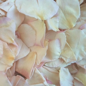 50 cups Pale Pink|Blush Rose Petals. Wedding Petals. Real Rose Petals. Flower Petals. Dried Confetti. Flower Confetti.  Aisle Petals. USA!