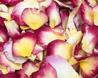 Puede incluir: Primer plano de un montón de pétalos de rosa. Los pétalos muestran un degradado de colores, con bordes rojos vibrantes que se desvanecen en centros amarillos y blancos suaves. Los pétalos están ligeramente curvados y superpuestos.