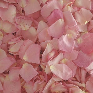 10 cups Pastel Pink Rose Petals. Wedding Petals.  Freeze-dried petals. Flower Petals. Natural Confetti.Rose Petals. Wedding Decorations.USA!