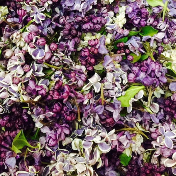 Sample Luxury Lilac Petals- 1 cup assorted colors, eco-friendly, bio-degradable. Real Petals. Grown with love in Oregon, USA