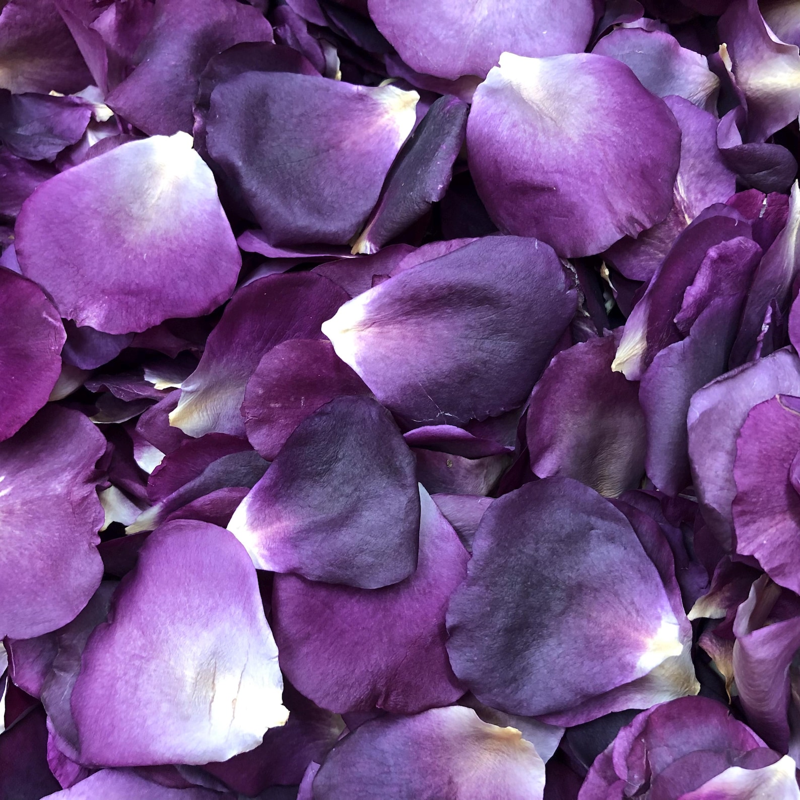 Purple-themed wedding ceremony supplies - purple rose petals