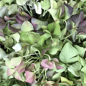 10 cups Rose Green Hydrangea Petals. Eco-friendly, Freeze-dried Real Hydrangea Petals. Wedding Petals. Tossing Petals.Wedding Decoration USA