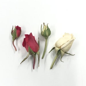 Red or Ivory Rosebuds, Petite Roses, Miniature Roses, Small Roses,Resin Jewelry Supply, Wedding Decoration, Cake Decoration, Dried Roses USA