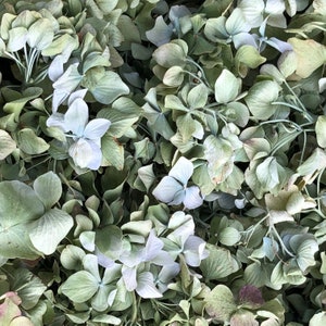 May include: A close-up of a bunch of dried hydrangea flowers. The flowers are a light blue-green color and have a delicate, papery texture.