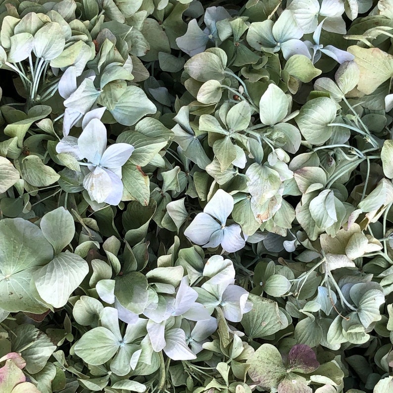 May include: A close-up of a bunch of dried hydrangea flowers. The flowers are a light blue-green color and have a delicate, papery texture.