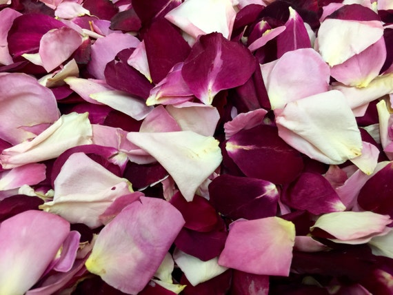 All American Beauty Freeze-dried Real Rose Petals Wedding Petals. Grown in  Oregon USA