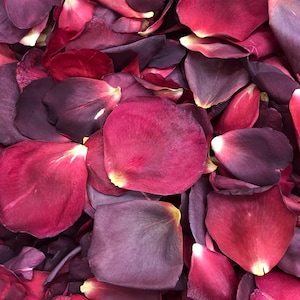 Hot Cocoa Dried Rose Petals: Wedding Decoration, 10 Cups